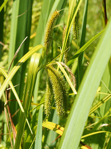 File:Carex pseudocyperus.jpg