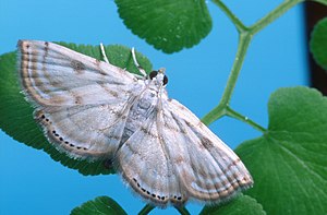 Cataclysta camptozonale K9669-1.jpg