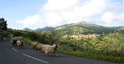 Vignette pour Corse (race ovine)