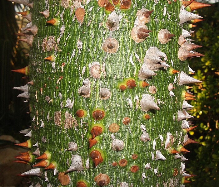 File:Ceiba speciosa (stem).jpg