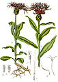 Centaurea montana vol. 14 - plate 25 in: Jacob Sturm: Deutschlands Flora in Abbildungen (1796)