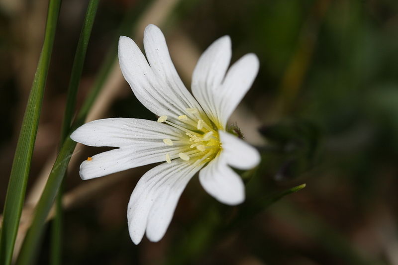 File:Cerastium arvense (xndr).jpg