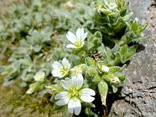 Cerastium tolucense Cerastium tolucense.jpg