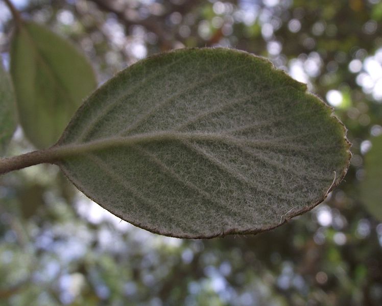 File:Cercocarpus traskiae.jpg