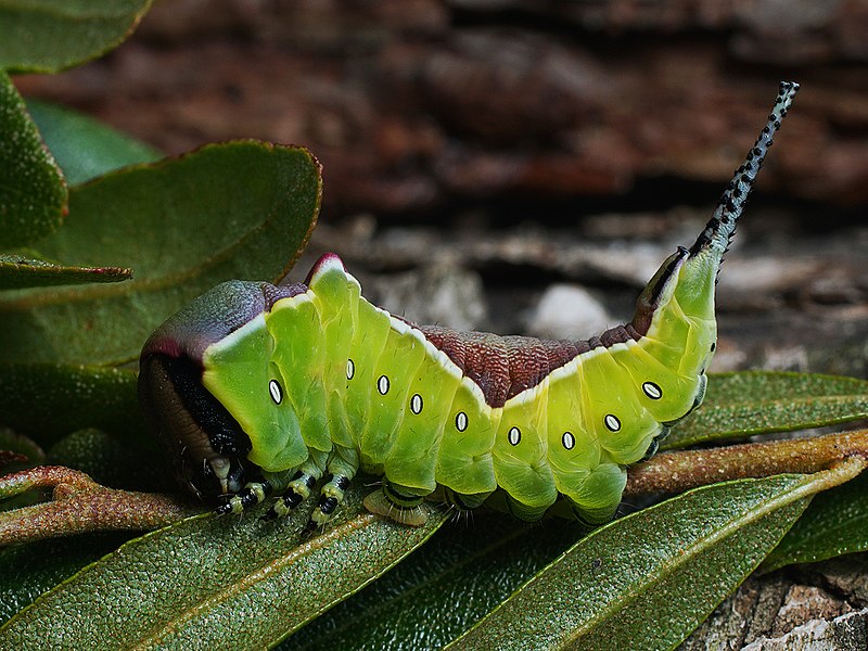 File:Cerura vinula (larva) - Puss moth (caterpillar) - Большая гарпия (гусеница) (29116714868).jpg