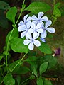 South Indian. (Horizontal is the correct posture)http://wiki.riteme.site/wiki/Plumbago