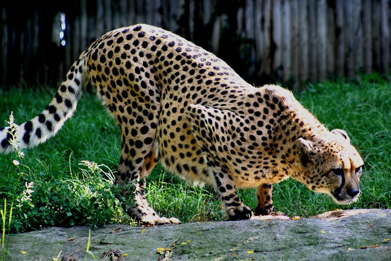 File:Cheetah2.JPG