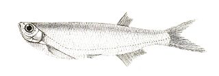 Mahanadi razorbelly minnow Species of fish