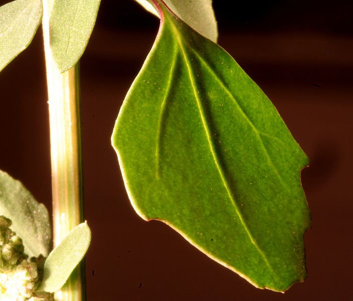 File:Chenopodium album ENBLA04.jpg