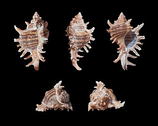 <i>Chicoreus brevifrons</i> Species of gastropod