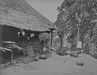 Chinese workers in a gambier and pepper plantation in Singapore, circa 1900. ChineseGambierSingapore.jpg