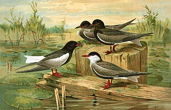 Chirighița cu aripi albe după Naumann (1885-1897). 1. Chirighiță cu aripi albe (Chlidonias leucopterus). - Adult în penaj de vară; 2. Chirighiță cu obraz alb (Chlidonias hybrida). - Adult în penaj de vară; 3. Chirighiță neagră (Chlidonias niger). - Femelă adultă în penaj de vară; 4. Chirighiță neagră (Chlidonias niger). - Mascul adult în penaj de vară[31]