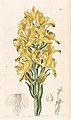 Chloraea piquichen (as Chloraea virescens) - Edwards vol 31 (NS 8) pl 49 (1845).jpg