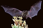 Thumbnail for Mexican long-tongued bat