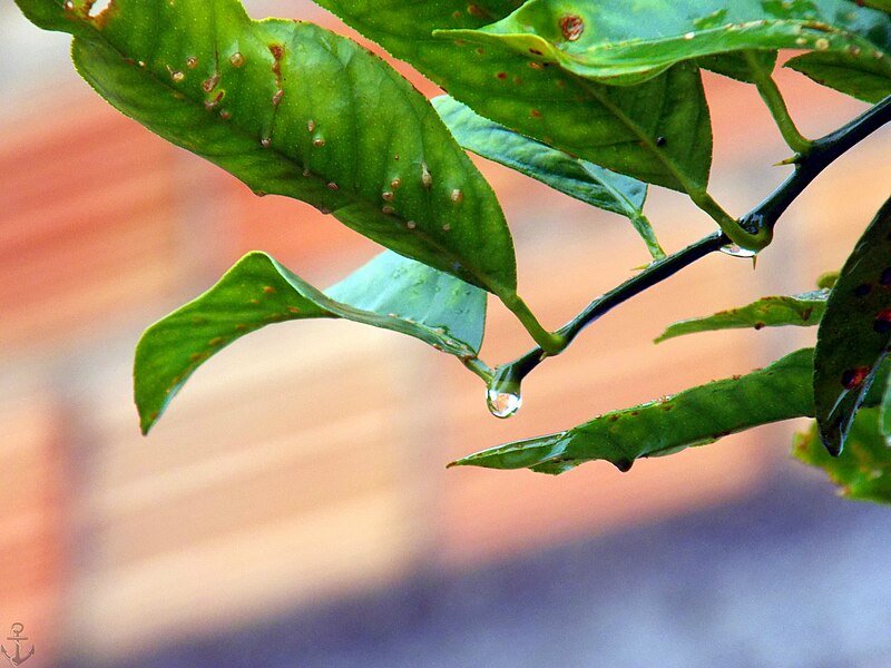 File:Chuva no limoeiro.JPG