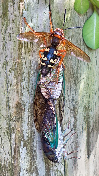 File:Cicada Killer with 2 cicadas.jpg