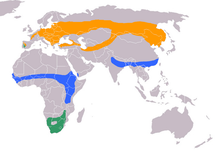 Zemljevid razširjenosti     gnezditveno območje     pozimi     vse leto
