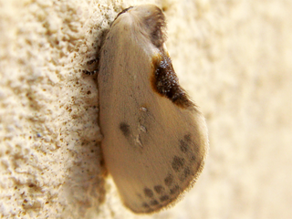 <i>Cilix</i> (moth) Moth genus in family Drepanidae