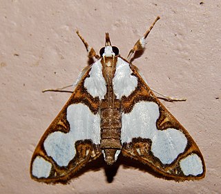 <i>Cirrhochrista pulchellalis</i> Species of moth