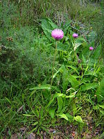 Cirsium heterophyllum2.jpg