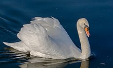 Le cygne - Wikipedia