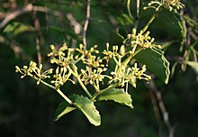 Cissus rotundifolia 3.jpg