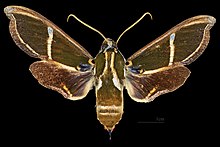 Cizara ardeniae MHNT CUT 2010 0 506 Queensland, male dorsal.jpg