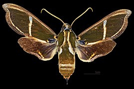 Cizara ardeniae (coprosma hawk moth) - Specimen male dorsal
