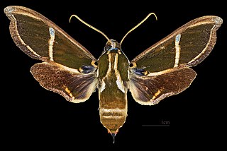 <i>Cizara</i> Genus of moths