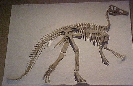 Claosaurus