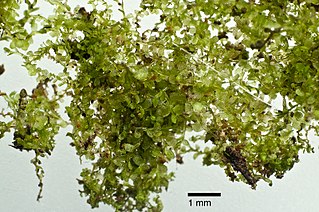 <i>Clasmatocolea vermicularis</i> Species of liverwort