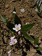 Claytonia lanceolata