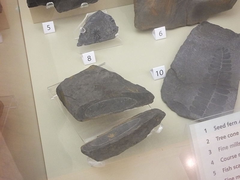 File:Clitheroe fossil collection 8497.JPG