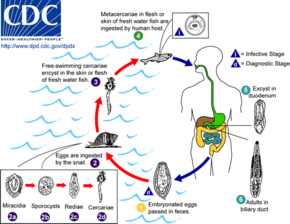 Life cycle of Clonorchis sinensis, a liver fluke associated with cholangiocarcinoma Clonorchis sinensis LifeCycle.png