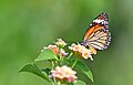 * Nomination Close wing Nectaring posture of Danaus genutia (Cramer, 1779) - Striped Tiger (Female) --Sandipoutsider 23:05, 25 December 2023 (UTC) * Promotion  Support Good quality. --Mike Peel 08:51, 29 December 2023 (UTC)