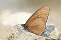 * Nomination: Close wing pudding position of Euploea mulciber (Cramer, 1777) - Striped Blue Crow. By User:Thamblyok --Atudu 08:35, 13 May 2024 (UTC) * * Review needed