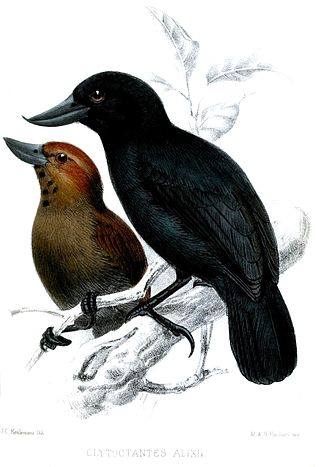 <span class="mw-page-title-main">Recurve-billed bushbird</span> Species of bird