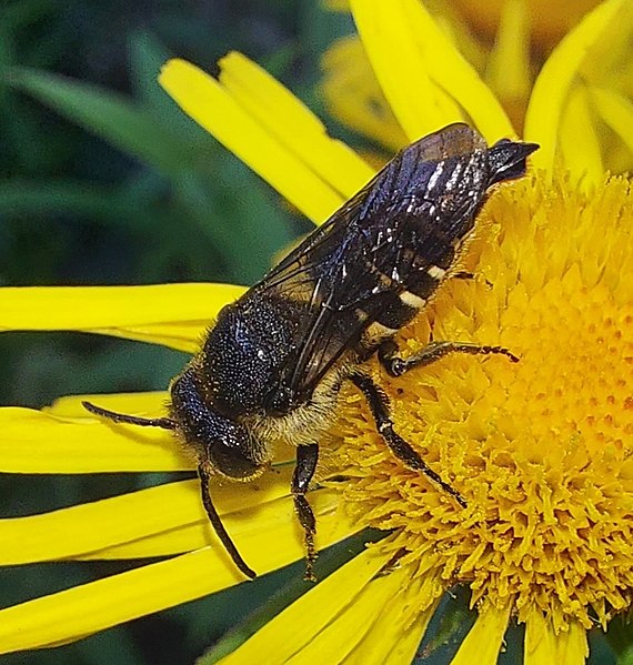 File:Coelioxys alatus.jpg