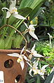 Coelogyne flaccida