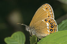 Coenonympha hero - Nature Conservation-001-073-g035.jpg