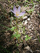 Colchicum alpinum