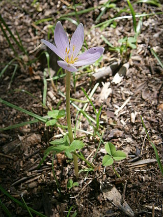 <i>Colchicum alpinum</i> Species of flowering plant