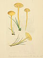 Plate 20. Hygrocybe ceracea