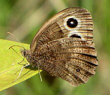 Common Wood-nymph, ventral.jpg