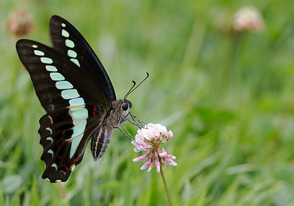 Graphium sarpedon (Common bluebottle)