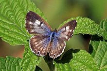 Common bush blue (Cacyreus lingeus) female.jpg