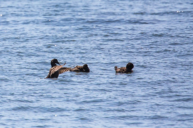 File:Common eider (27763620630).jpg