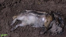 Arquivo:Tempo de decomposição do cadáver do porco selvagem comum (javali) em 4K 13SpAUlZ6Qc.webm