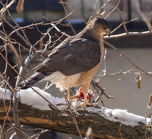 Cooper's hawk (52547)