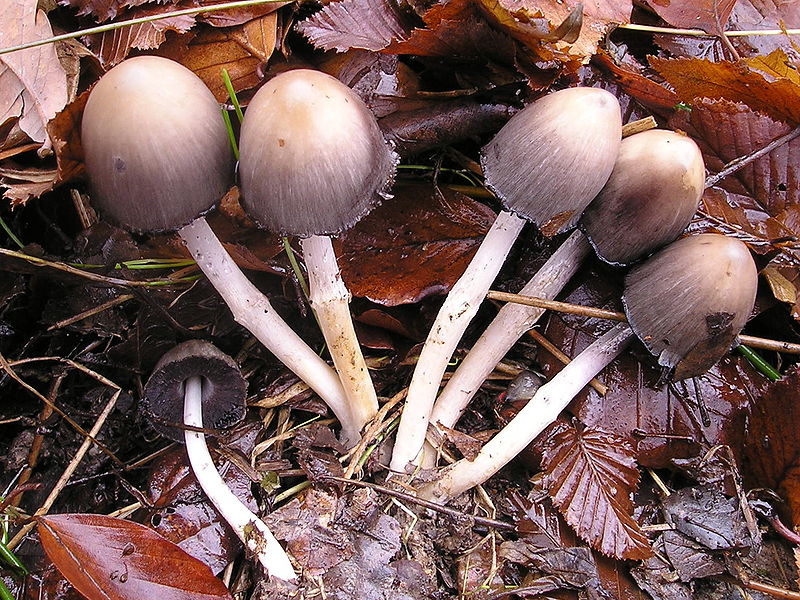 File:Coprinus atromentarius 031130w.jpg